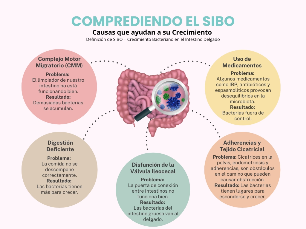 Comprendiendo las Causas del Sibo por Mayte Castellano Health Especialista en Salud Integrativa y PNI