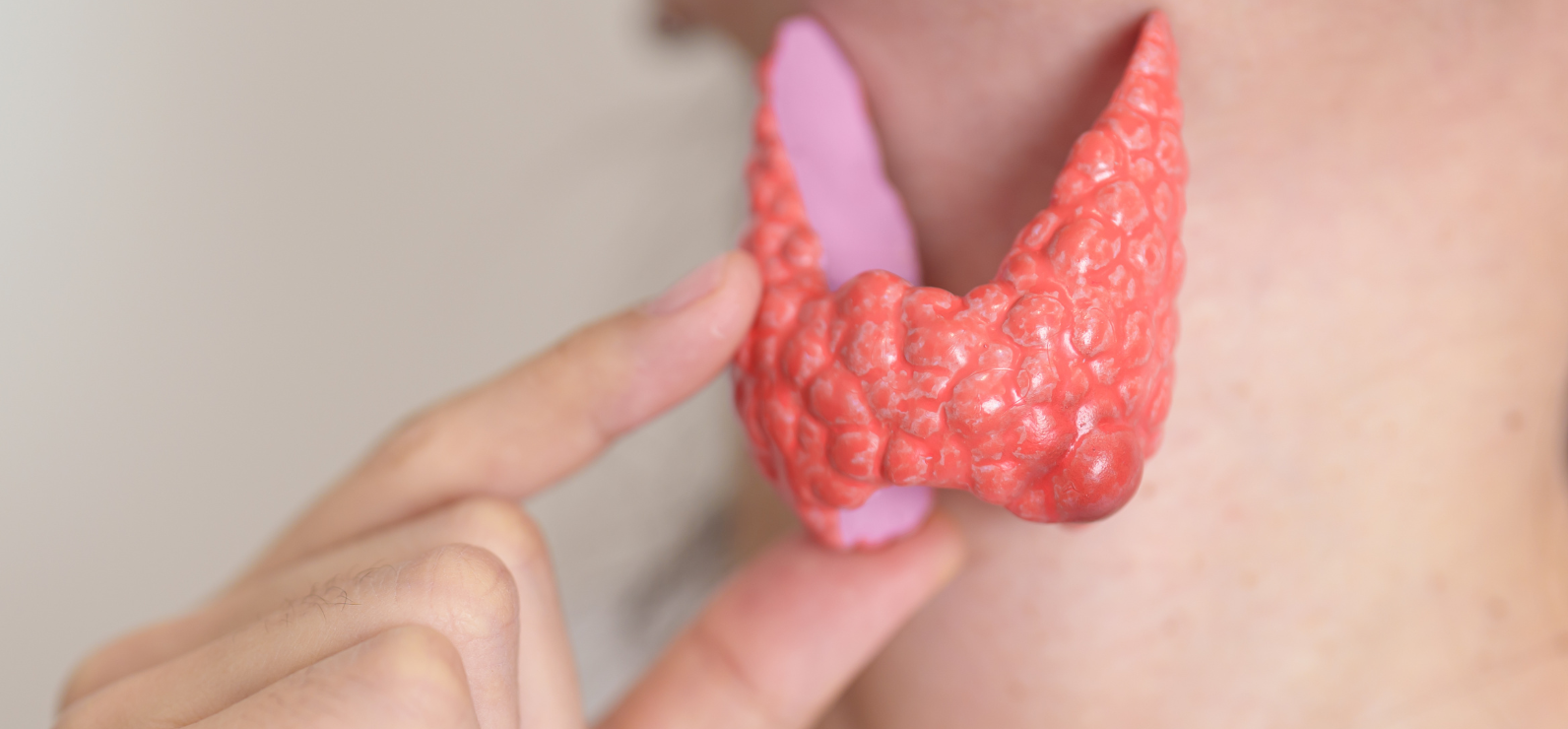 La Conexión Tiroides-Intestino: Un Vínculo Esencial para la Salud Integral
