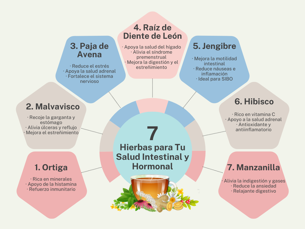 7 Mejores Hierbas para la Salud Intestinal y Hormonal - por Mayte Castellano Nutrición Integrativa